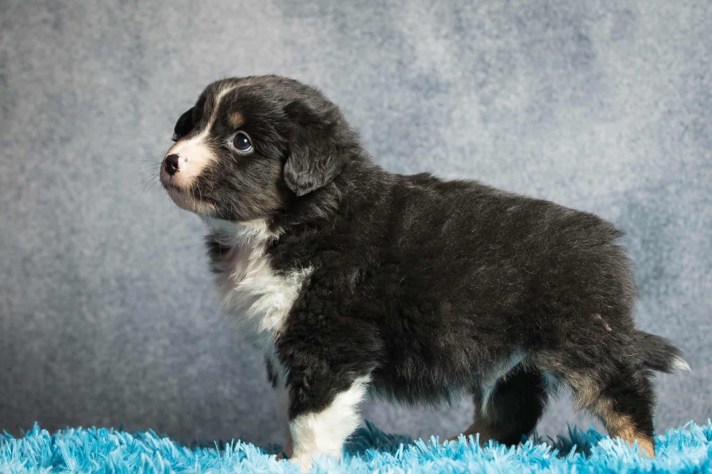 des Landettes de Hautteville - Chiots disponibles - Berger Américain Miniature 