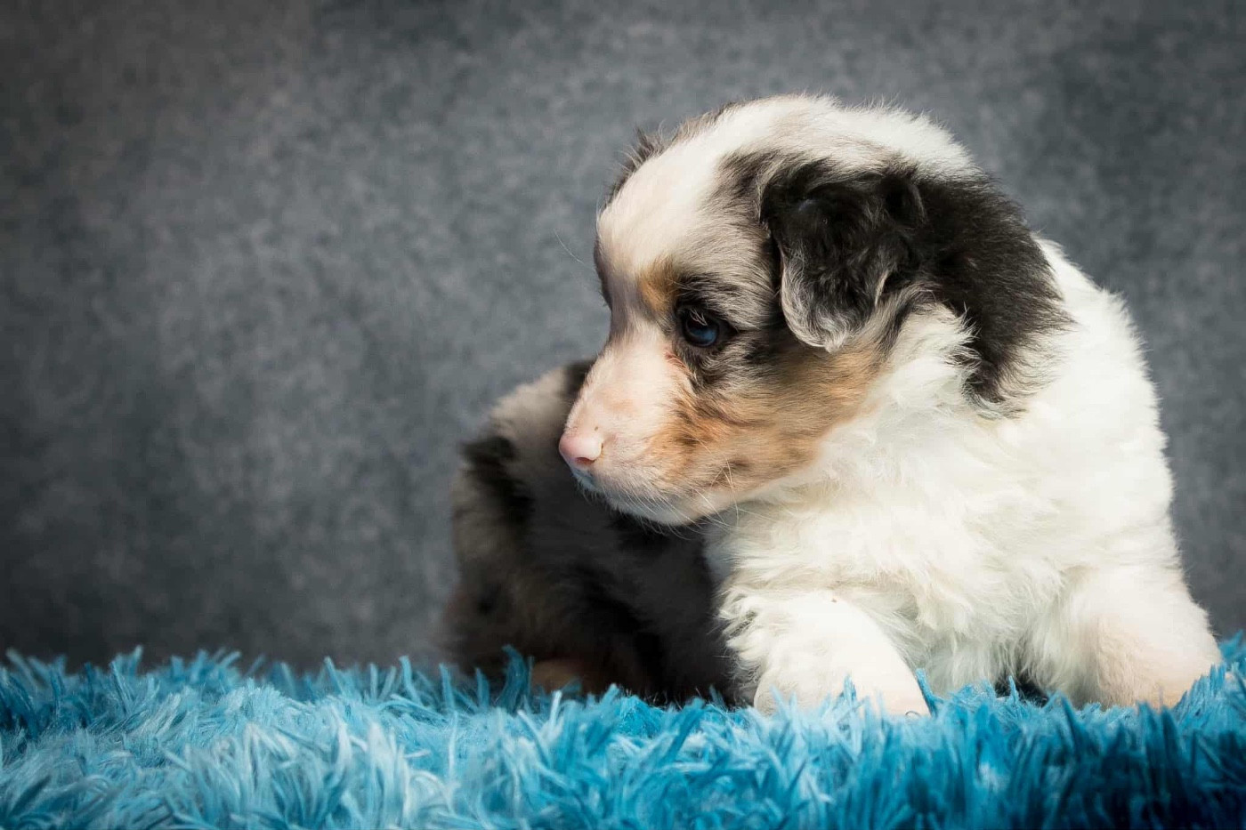 des Landettes de Hautteville - Chiots disponibles - Berger Américain Miniature 