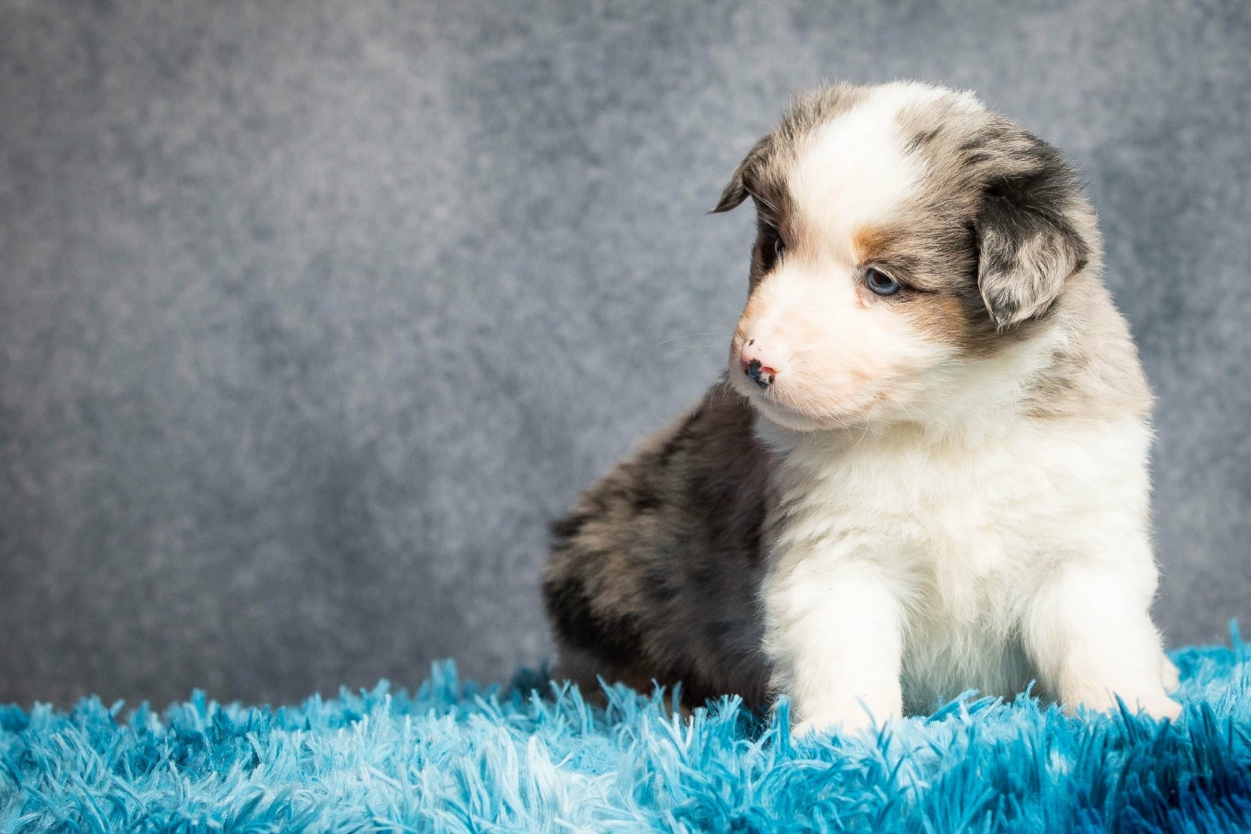 des Landettes de Hautteville - Chiots disponibles - Berger Américain Miniature 