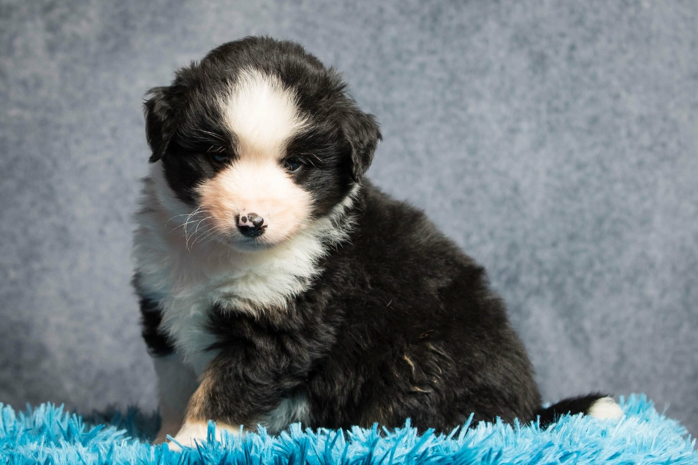 des Landettes de Hautteville - Chiots disponibles - Berger Américain Miniature 