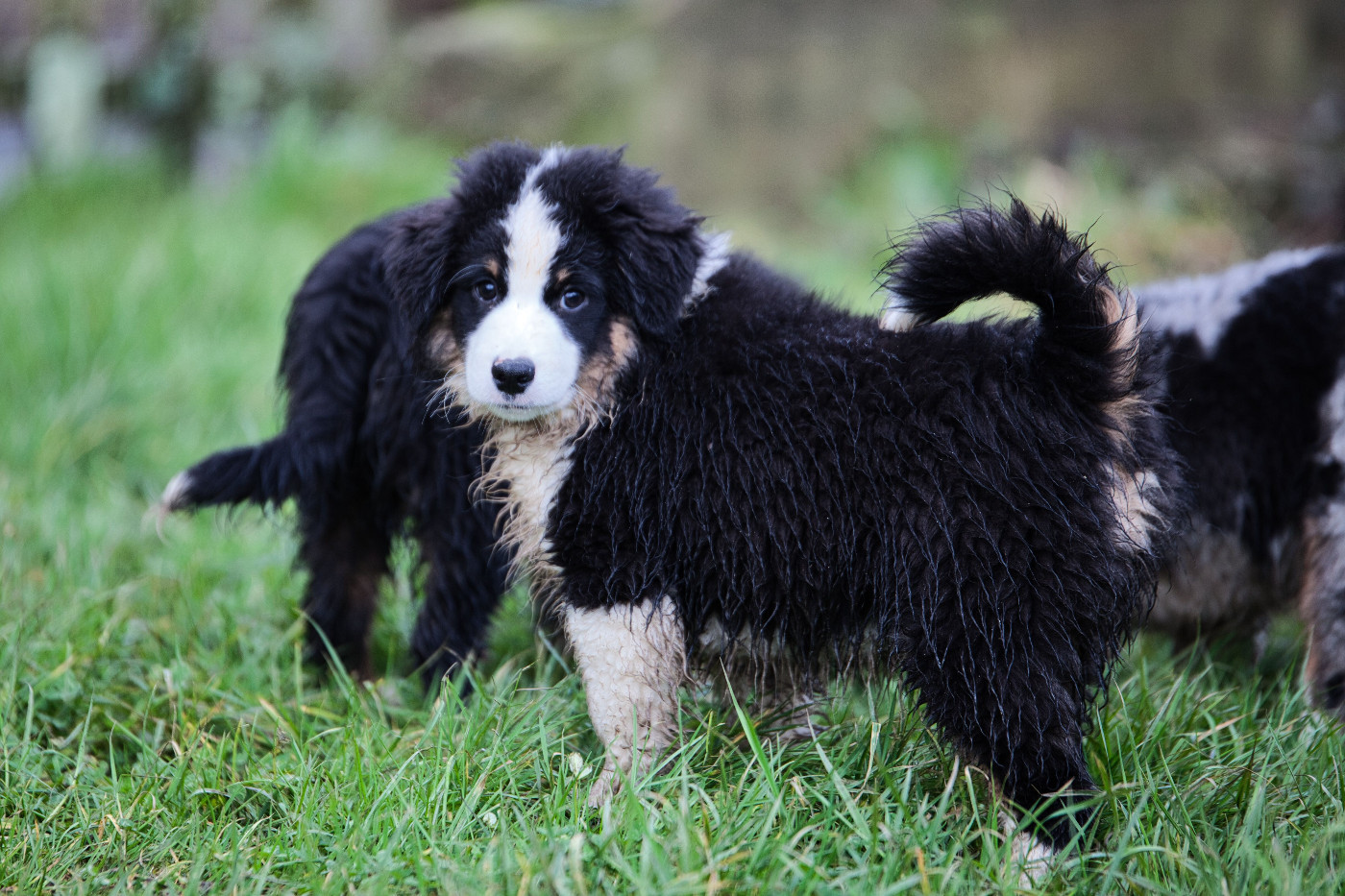 des Landettes de Hautteville - Chiots disponibles - Berger Américain Miniature 