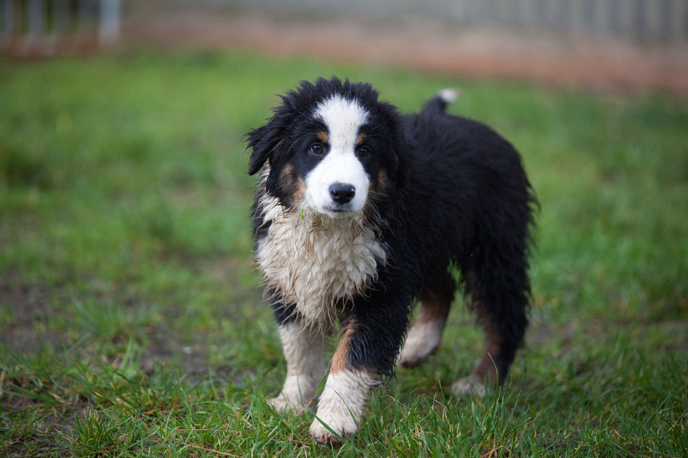 des Landettes de Hautteville - Chiots disponibles - Berger Américain Miniature 