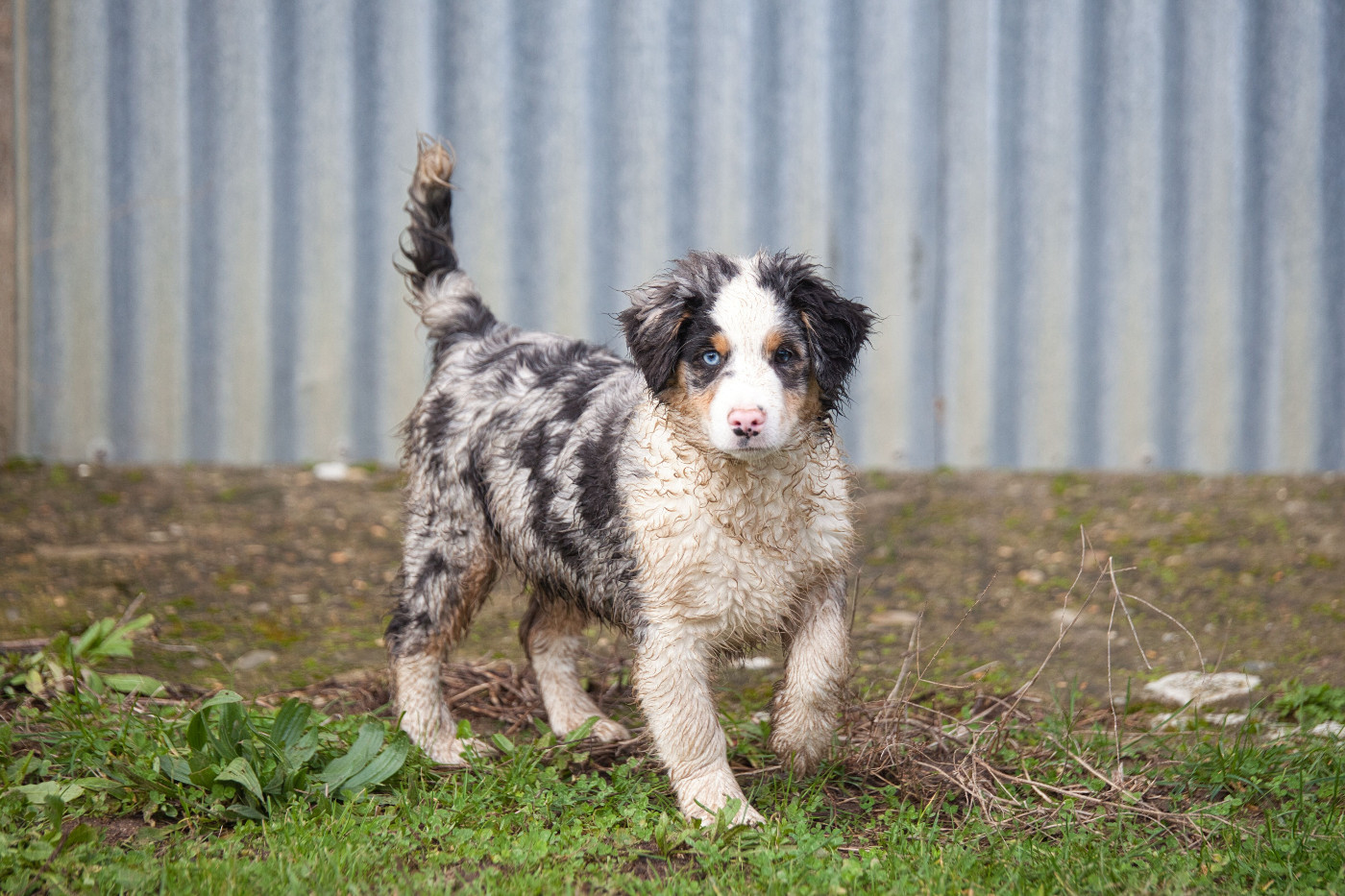des Landettes de Hautteville - Chiots disponibles - Berger Américain Miniature 