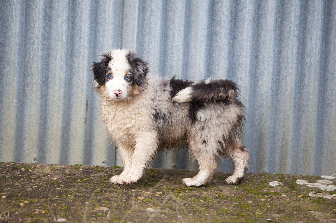 des Landettes de Hautteville - Chiots disponibles - Berger Américain Miniature 