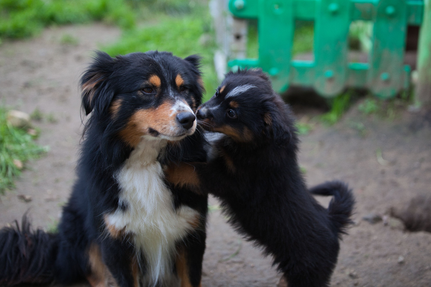 des Landettes de Hautteville - Chiots disponibles - Berger Américain Miniature 