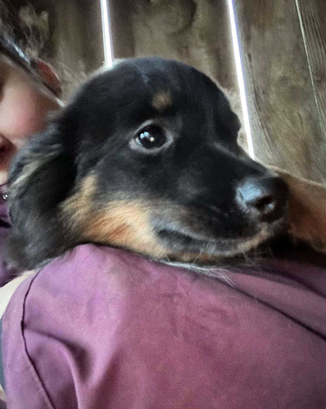 des Landettes de Hautteville - Chiots disponibles - Berger Américain Miniature 