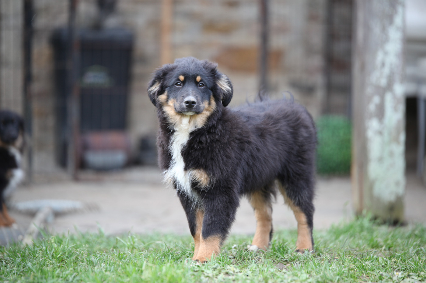 des Landettes de Hautteville - Chiots disponibles - Berger Américain Miniature 