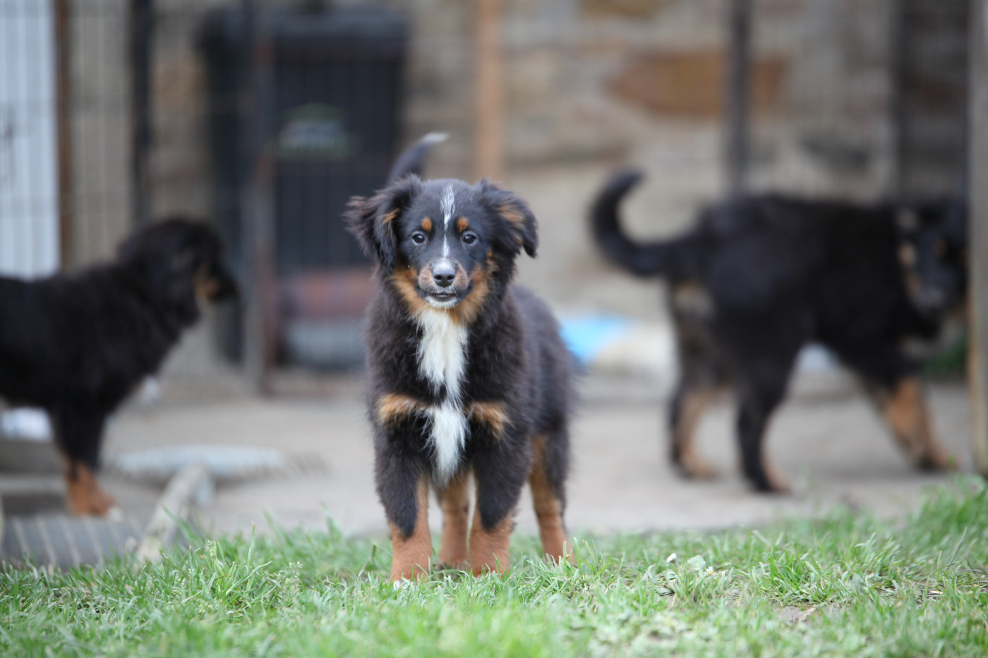 des Landettes de Hautteville - Chiots disponibles - Berger Américain Miniature 