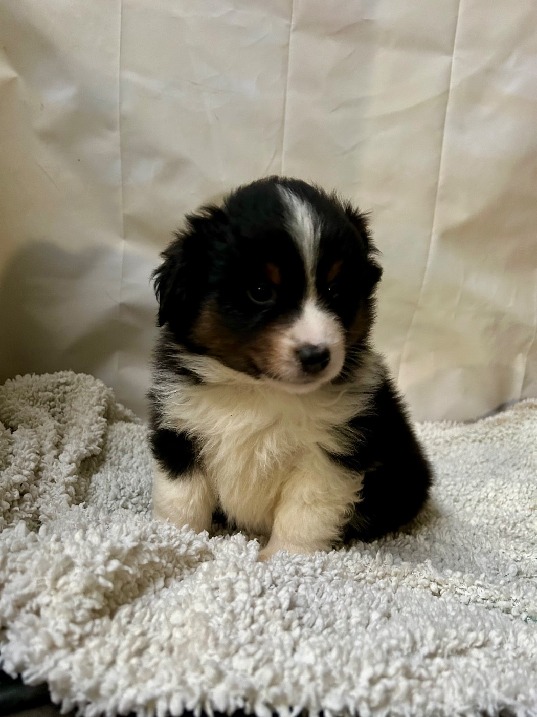 des Landettes de Hautteville - Chiots disponibles - Berger Américain Miniature 