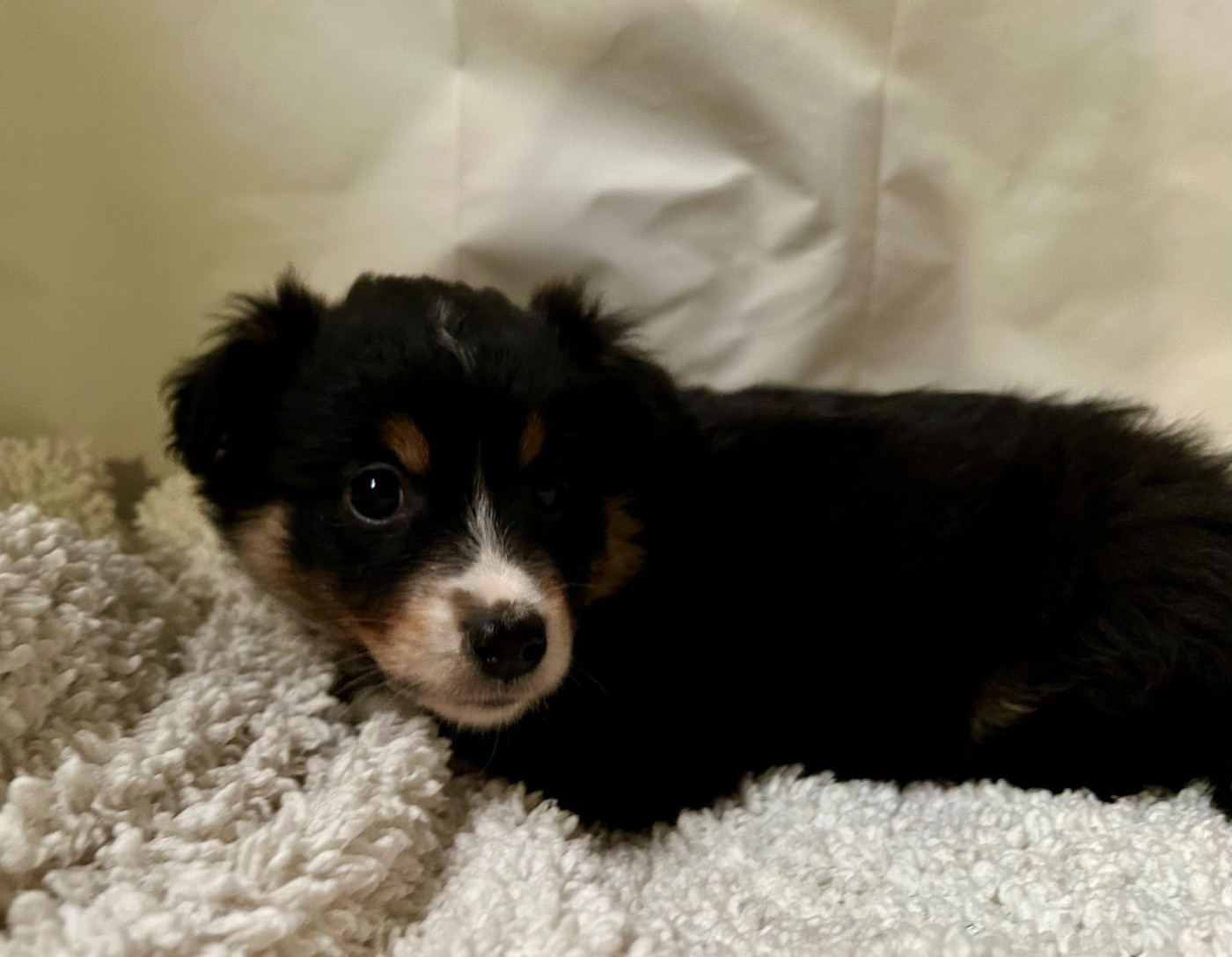 des Landettes de Hautteville - Chiots disponibles - Berger Américain Miniature 