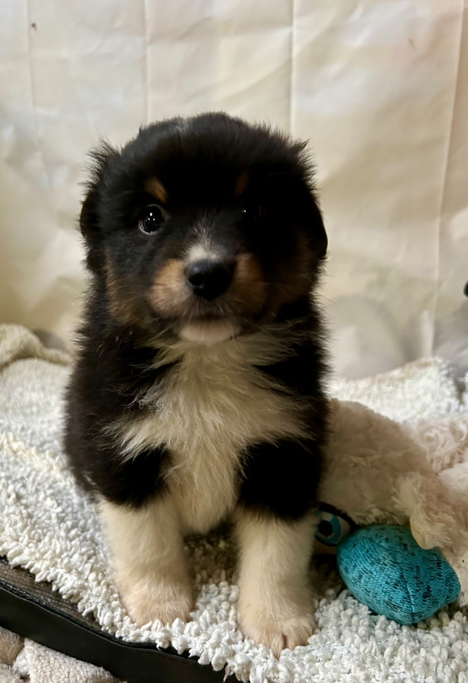 des Landettes de Hautteville - Chiots disponibles - Berger Américain Miniature 