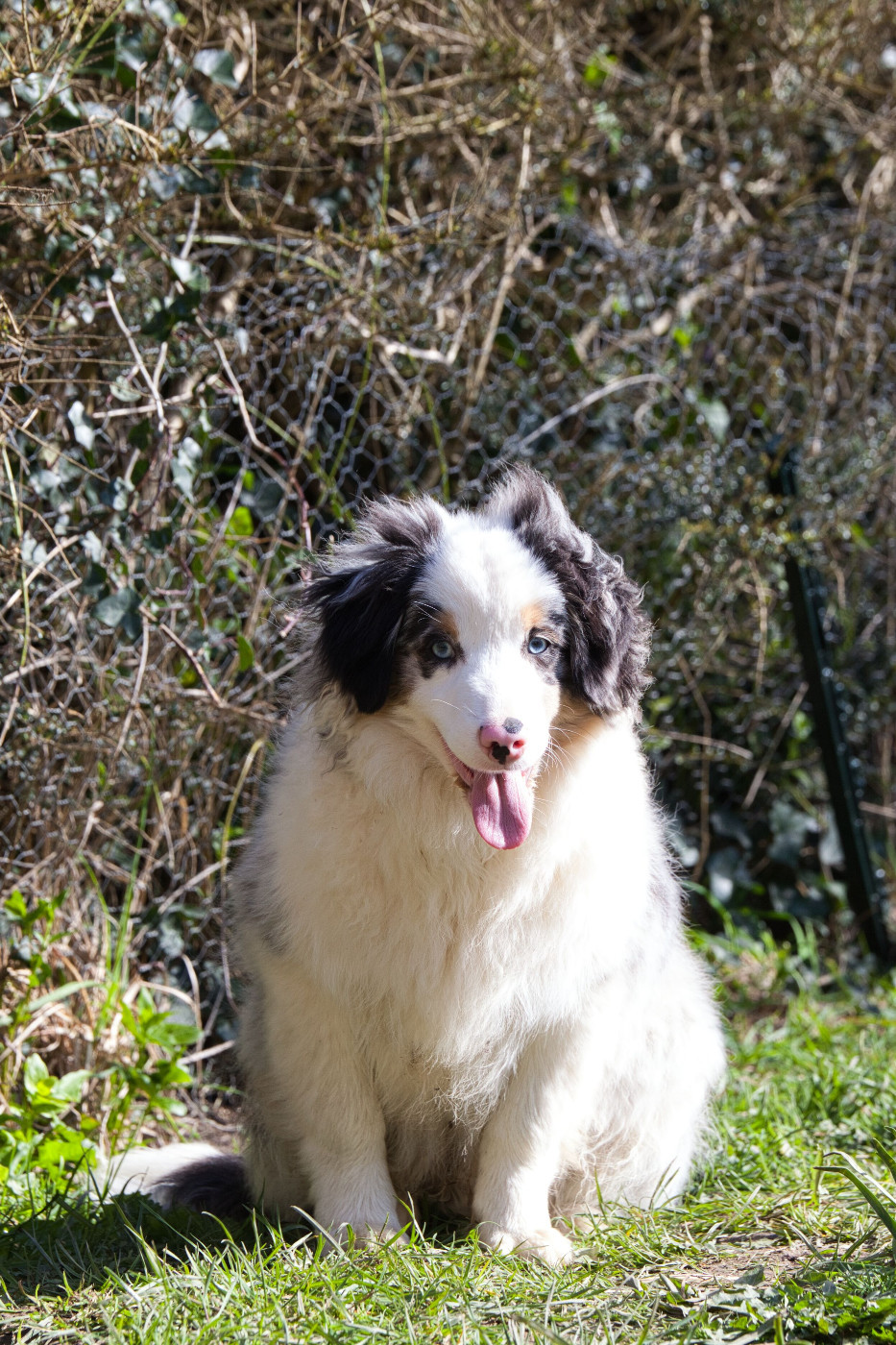 des Landettes de Hautteville - Chiots disponibles - Berger Américain Miniature 