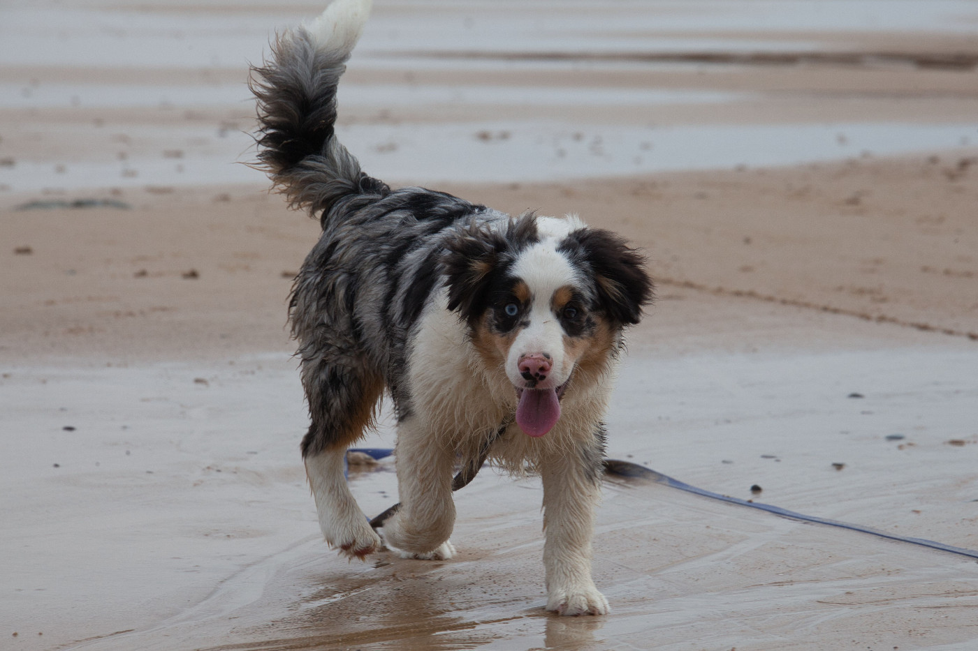 des Landettes de Hautteville - Chiots disponibles - Berger Américain Miniature 