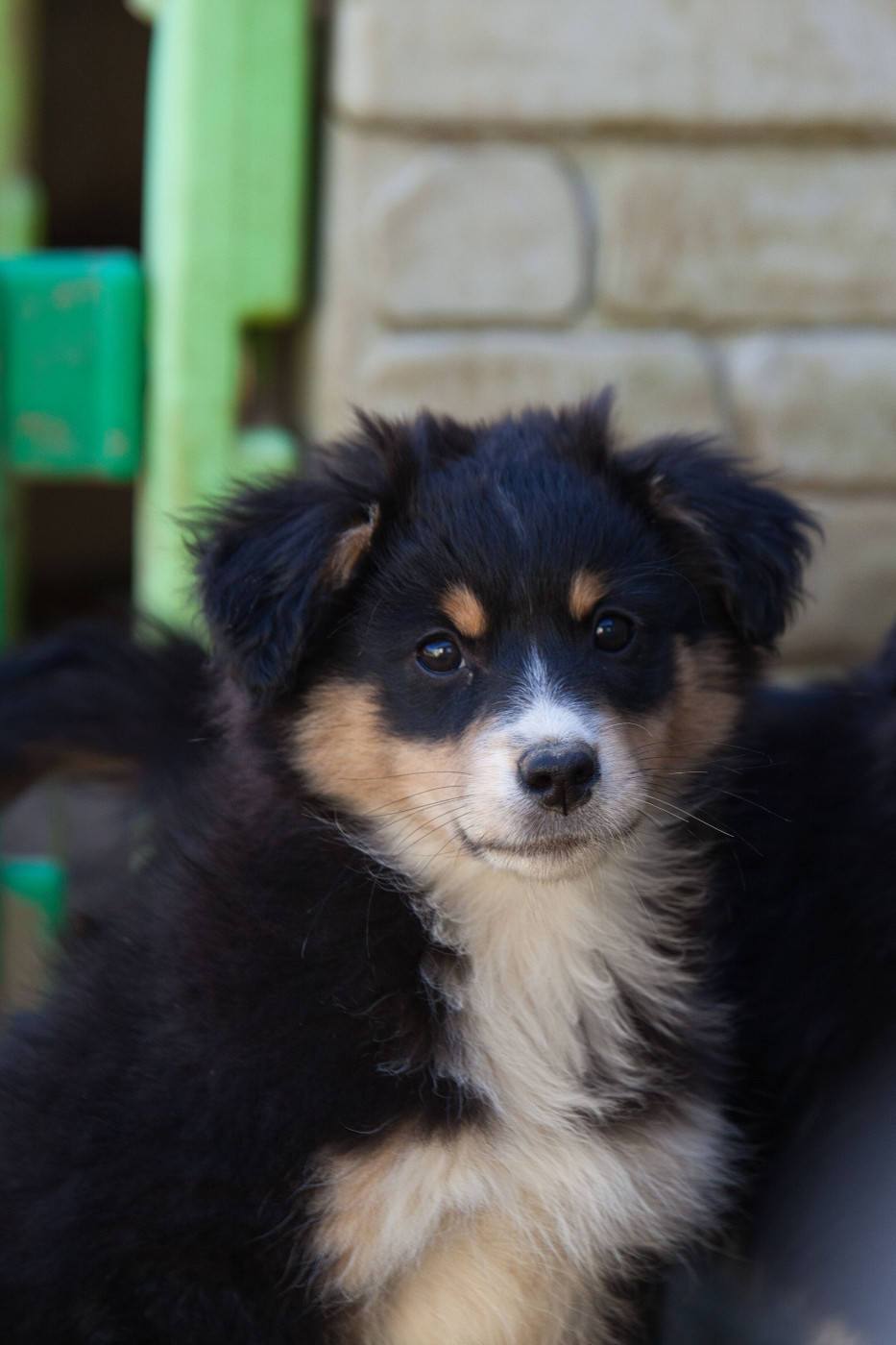 des Landettes de Hautteville - Chiots disponibles - Berger Américain Miniature 