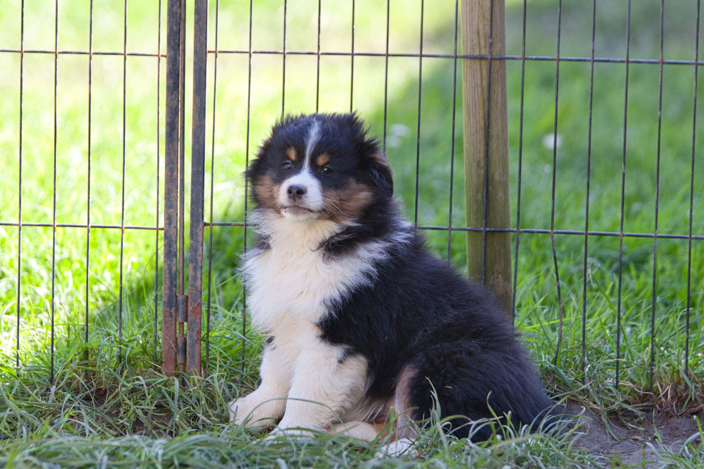 des Landettes de Hautteville - Chiots disponibles - Berger Américain Miniature 