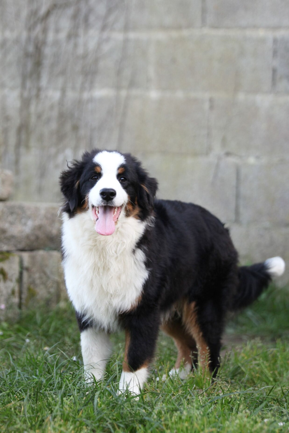 des Landettes de Hautteville - Chiots disponibles - Berger Américain Miniature 