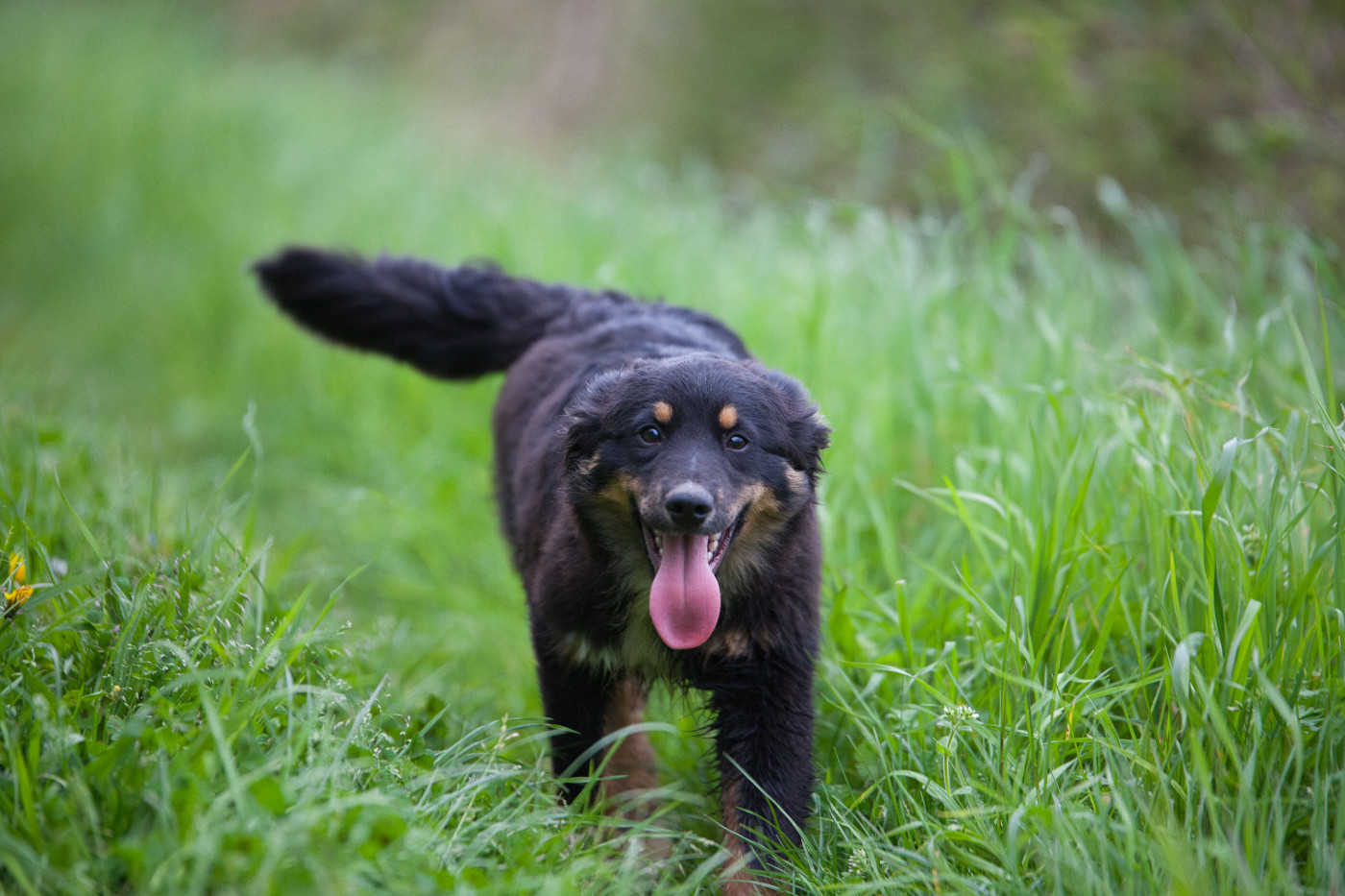 des Landettes de Hautteville - Chiots disponibles - Berger Américain Miniature 
