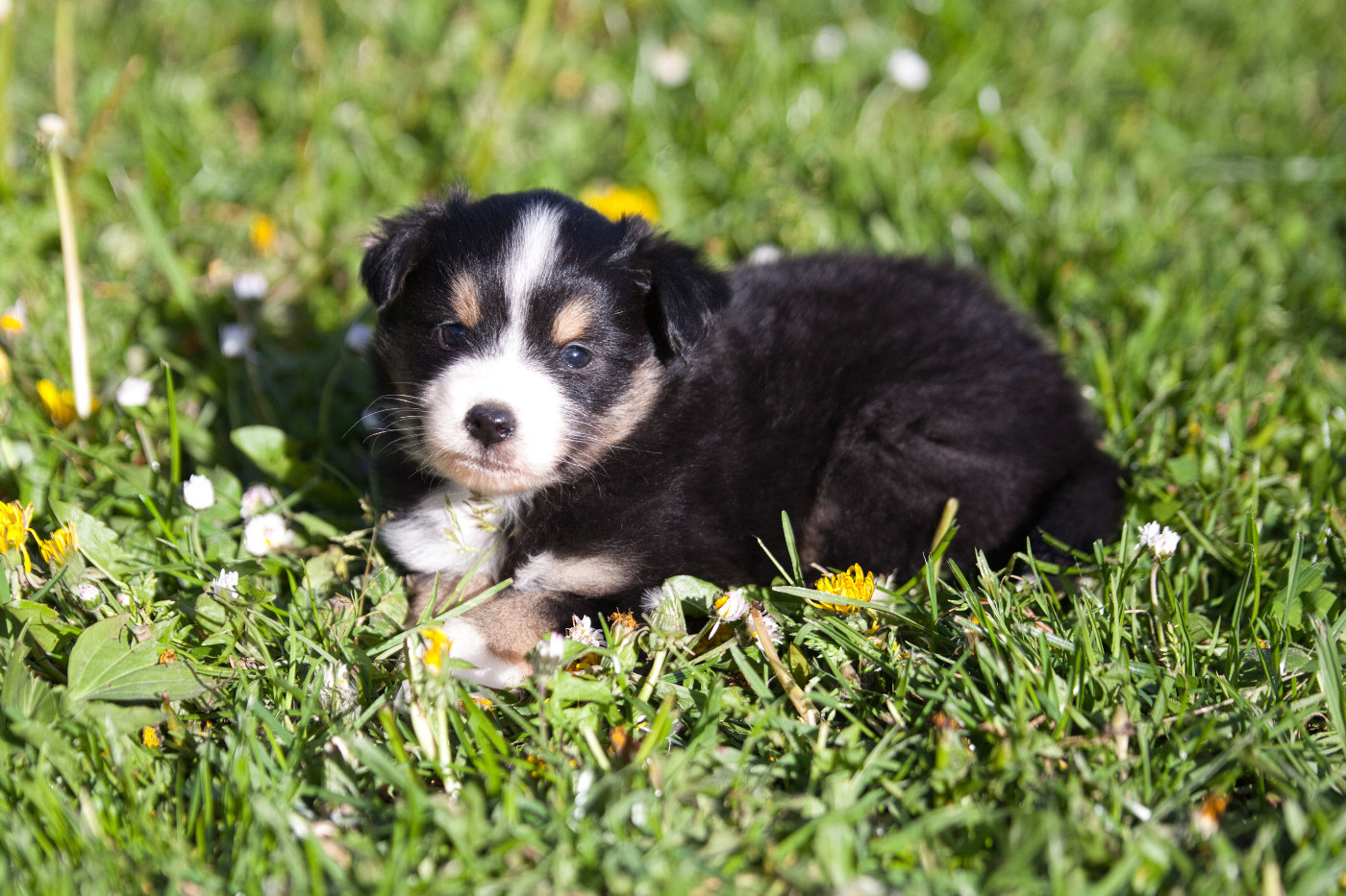 des Landettes de Hautteville - Chiots disponibles - Berger Américain Miniature 