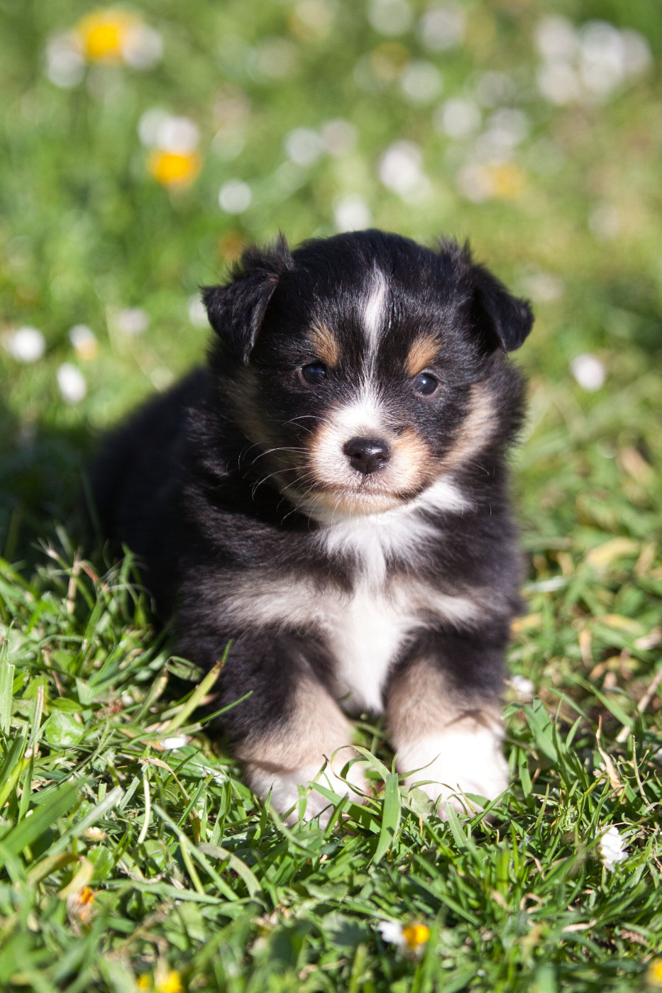 des Landettes de Hautteville - Chiots disponibles - Berger Américain Miniature 