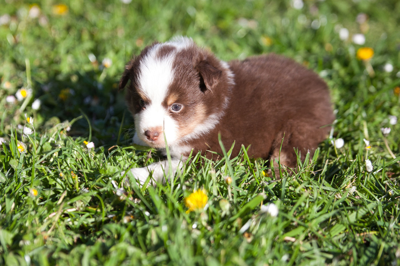 des Landettes de Hautteville - Chiots disponibles - Berger Américain Miniature 