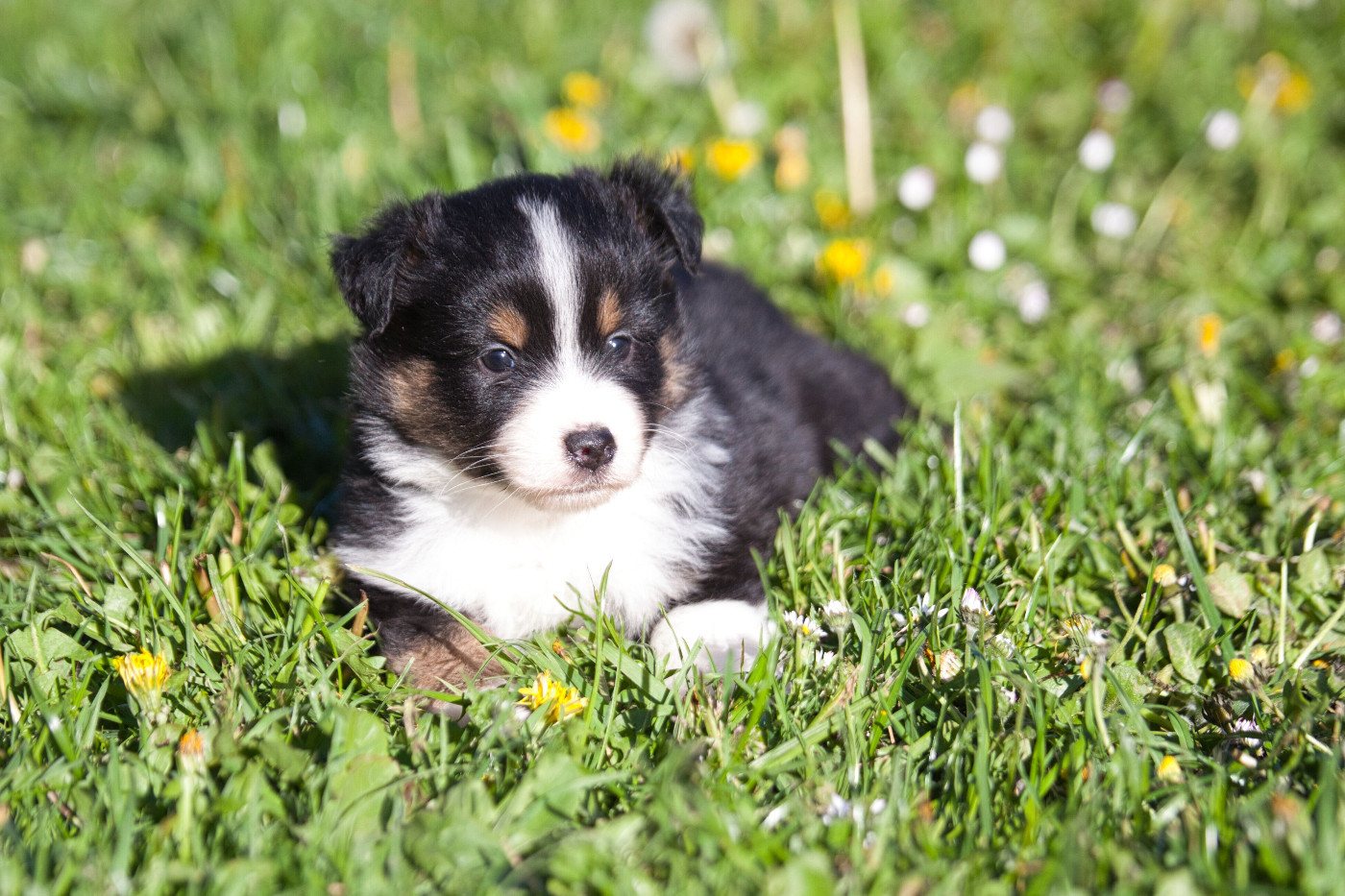 des Landettes de Hautteville - Chiots disponibles - Berger Américain Miniature 
