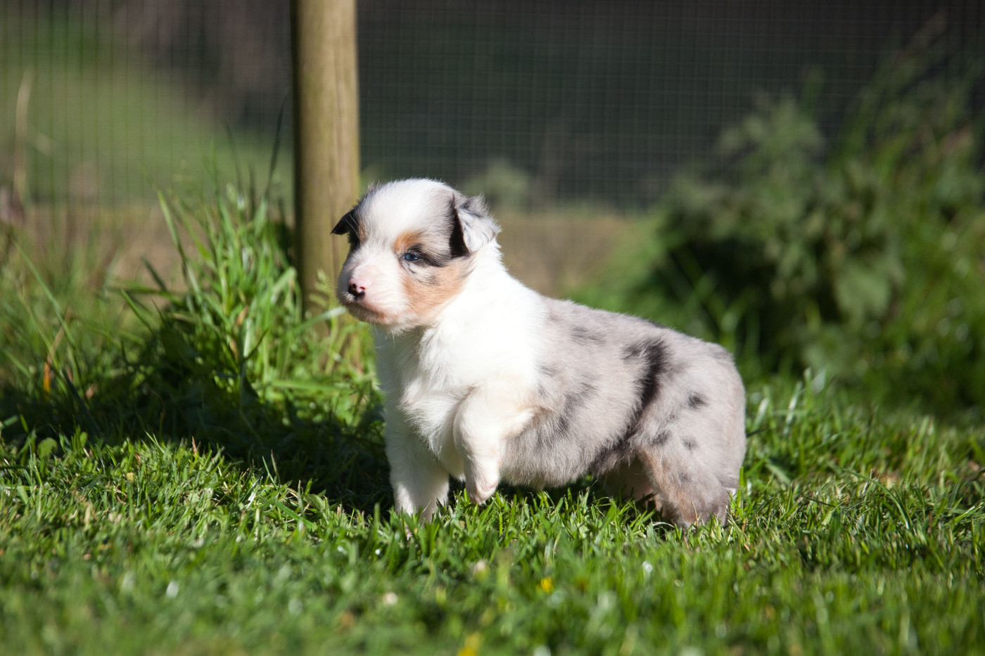 des Landettes de Hautteville - Chiots disponibles - Berger Américain Miniature 