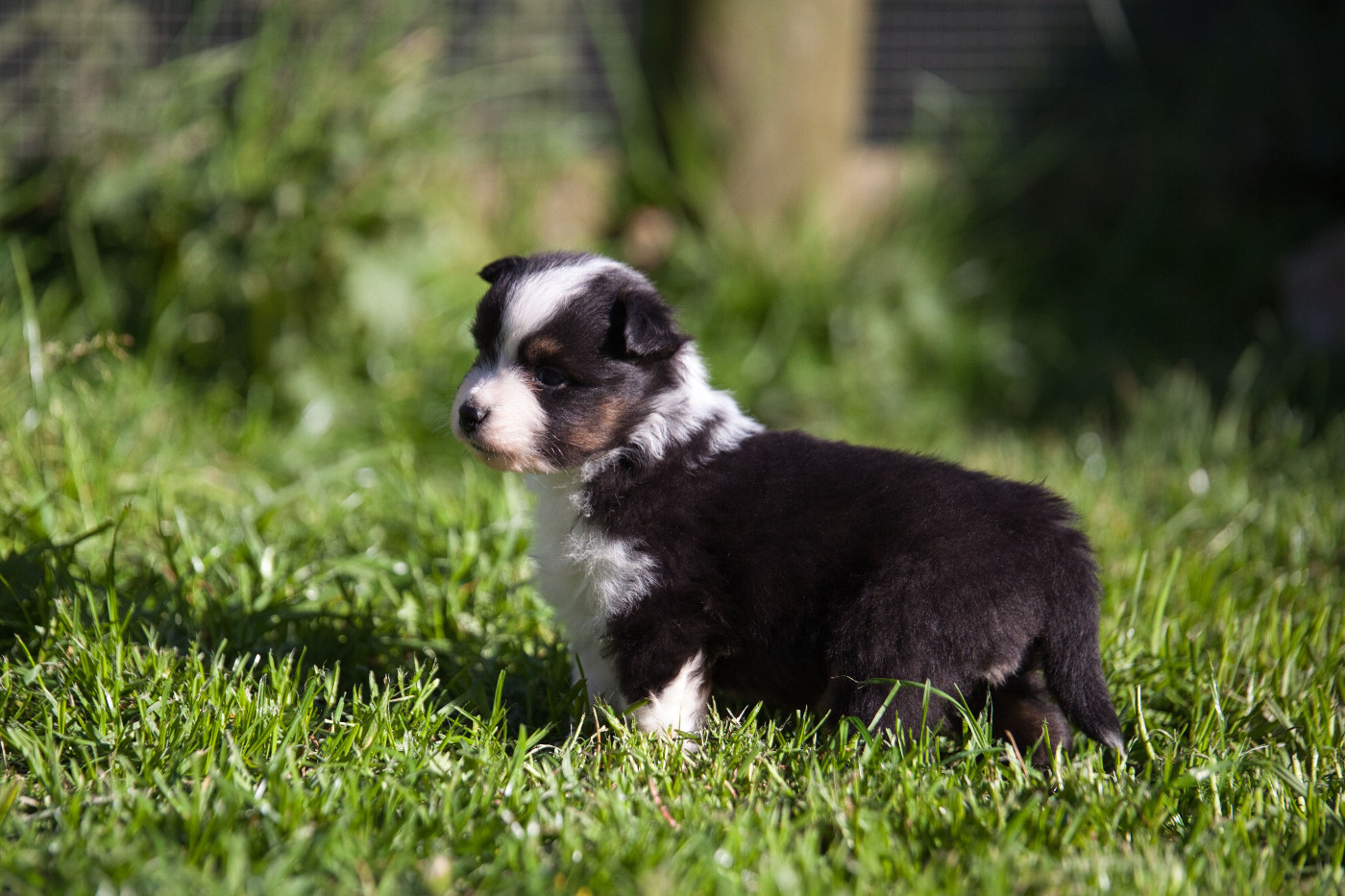 des Landettes de Hautteville - Chiots disponibles - Berger Américain Miniature 