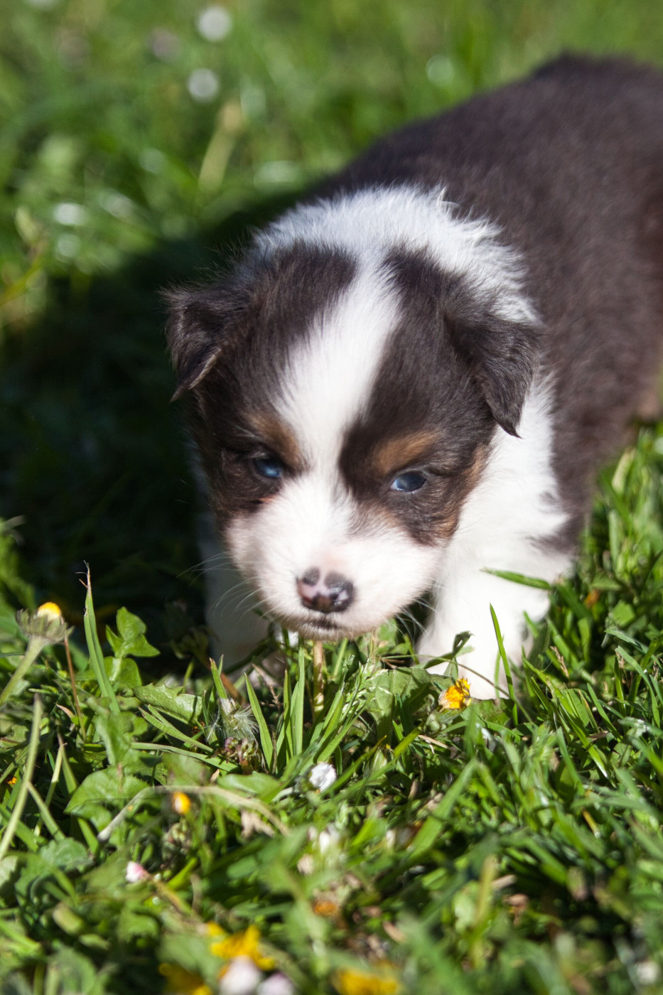 des Landettes de Hautteville - Chiots disponibles - Berger Américain Miniature 