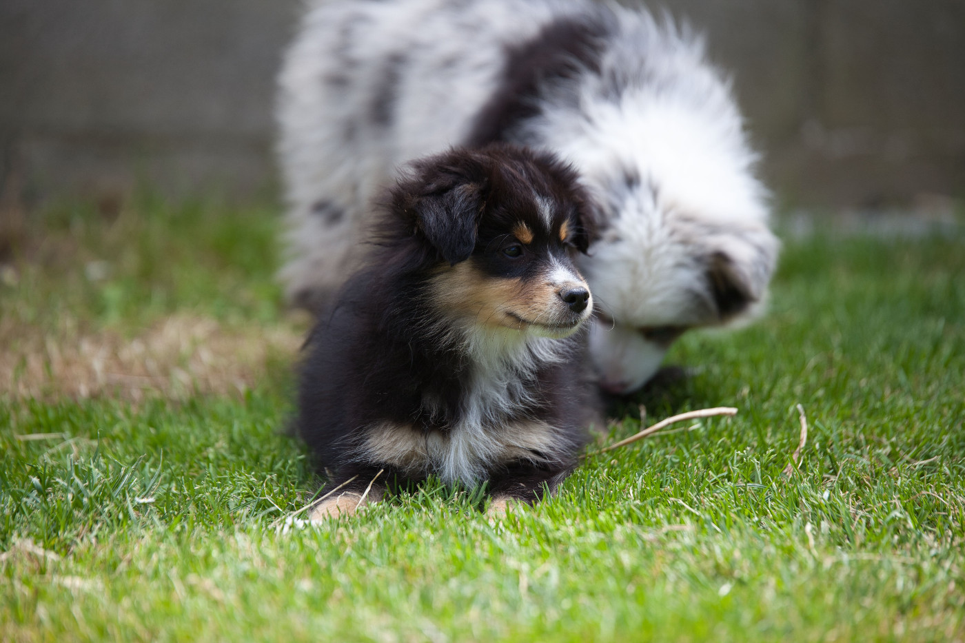 des Landettes de Hautteville - Chiots disponibles - Berger Américain Miniature 