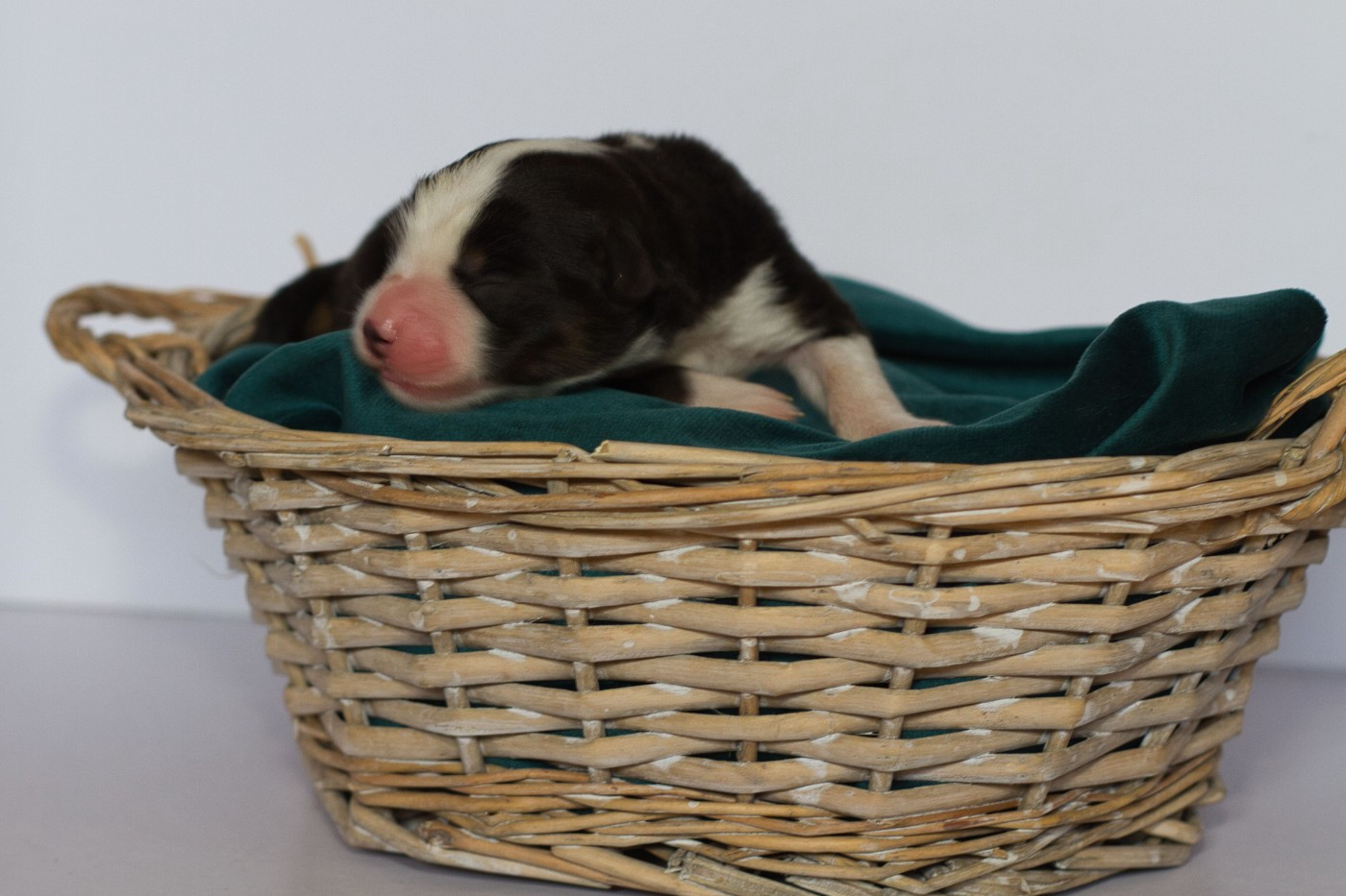 des Landettes de Hautteville - Chiots disponibles - Berger Américain Miniature 