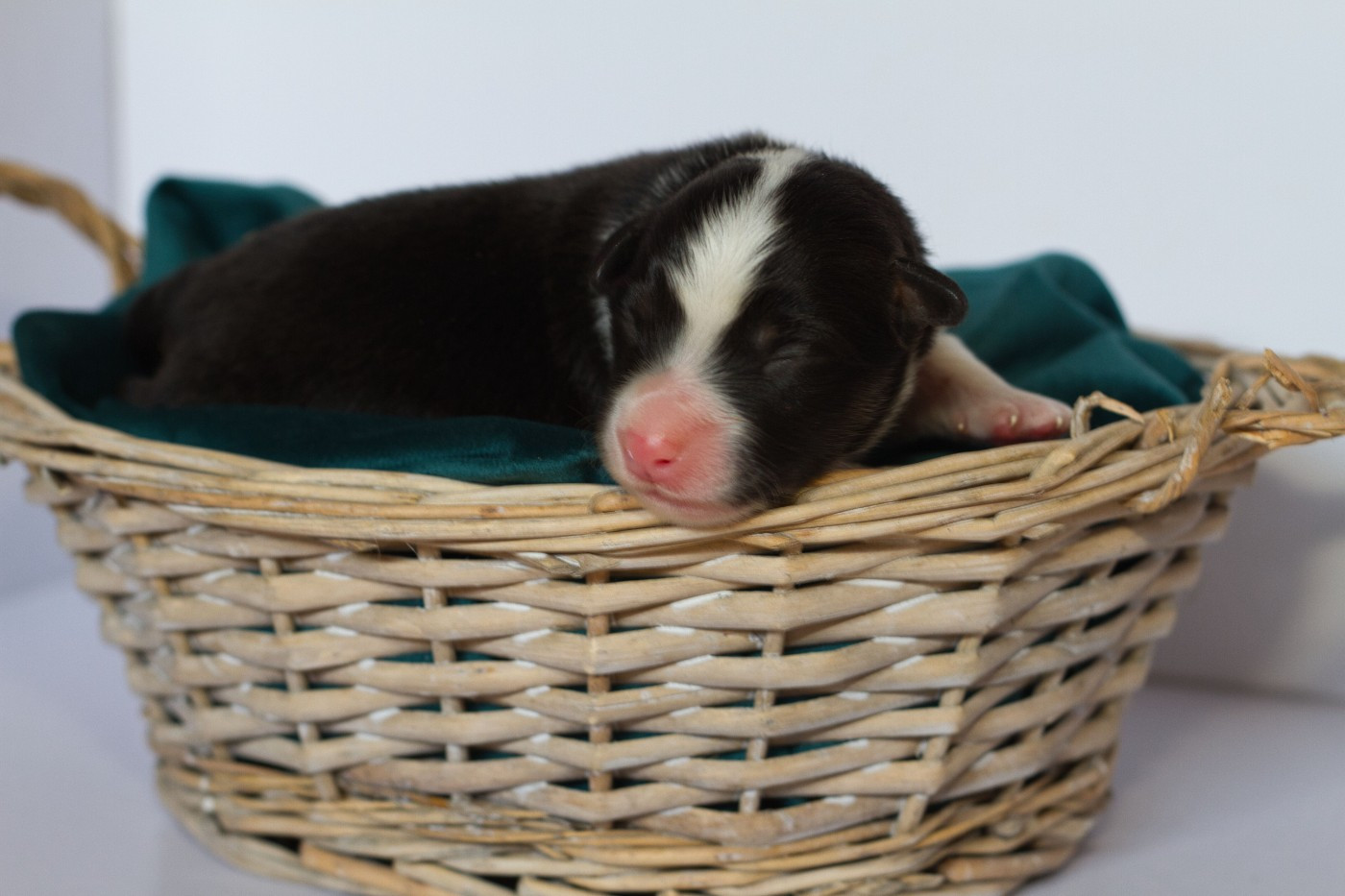 des Landettes de Hautteville - Chiots disponibles - Berger Américain Miniature 