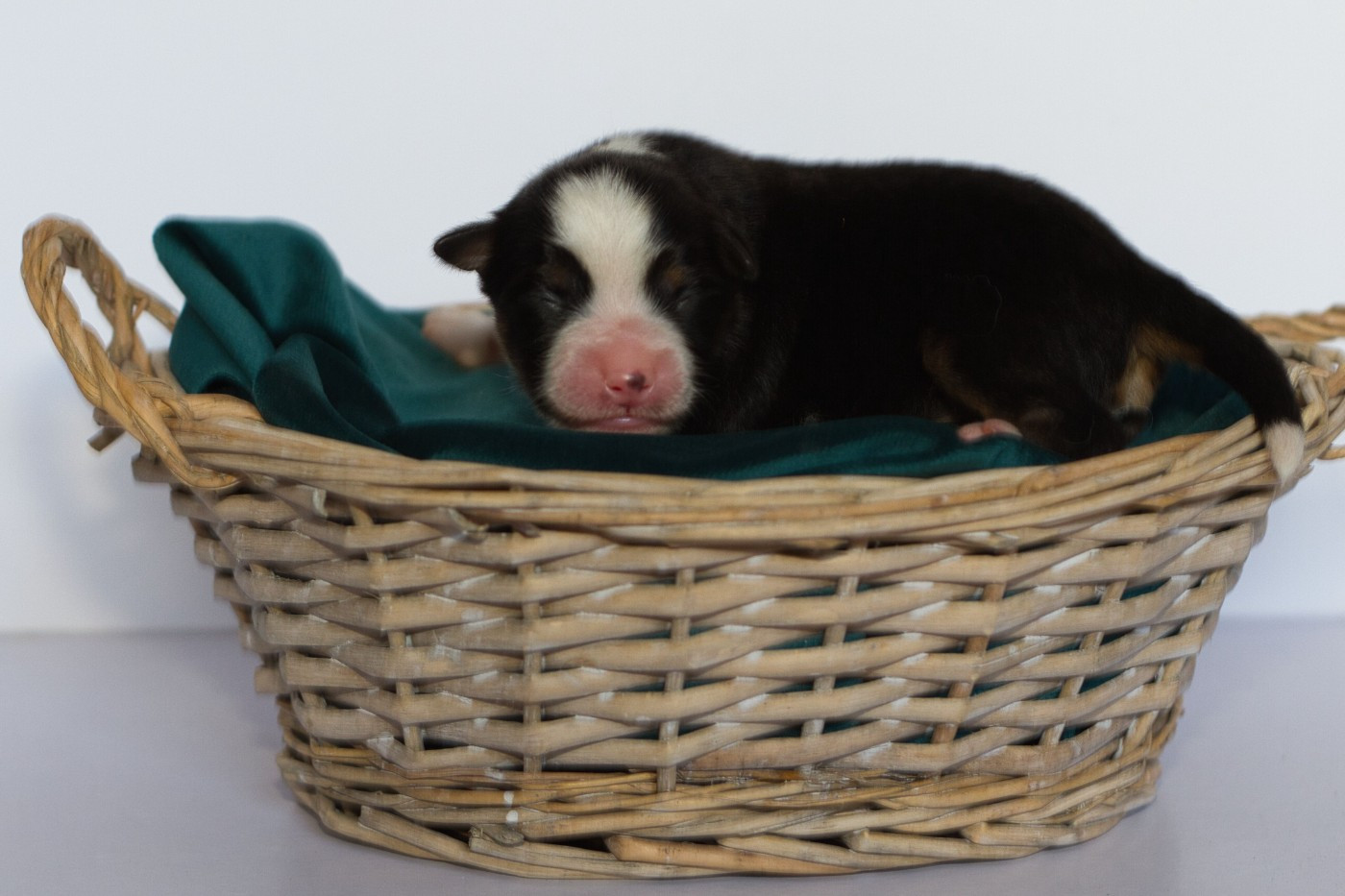 des Landettes de Hautteville - Chiots disponibles - Berger Américain Miniature 