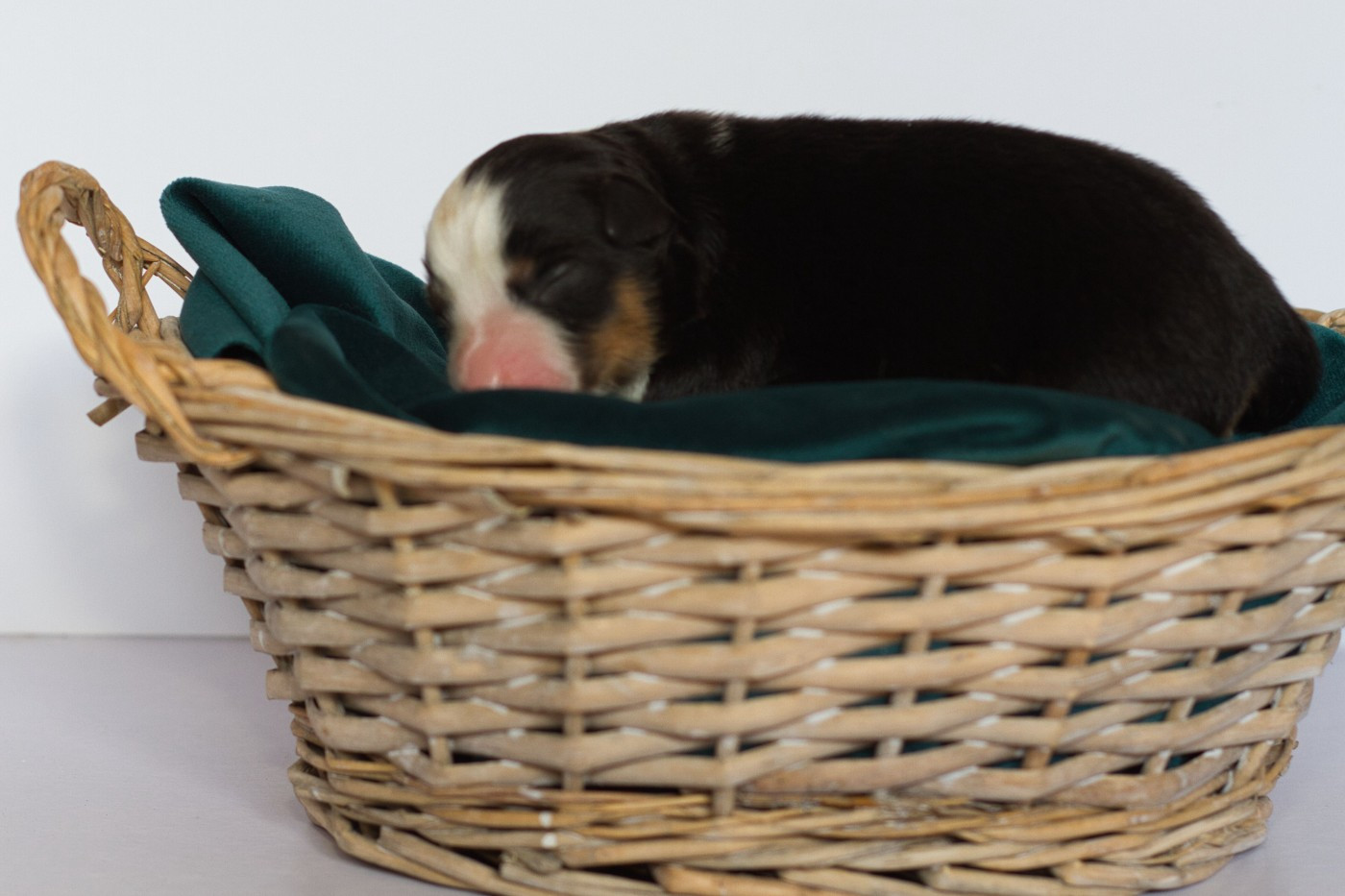 des Landettes de Hautteville - Chiots disponibles - Berger Américain Miniature 
