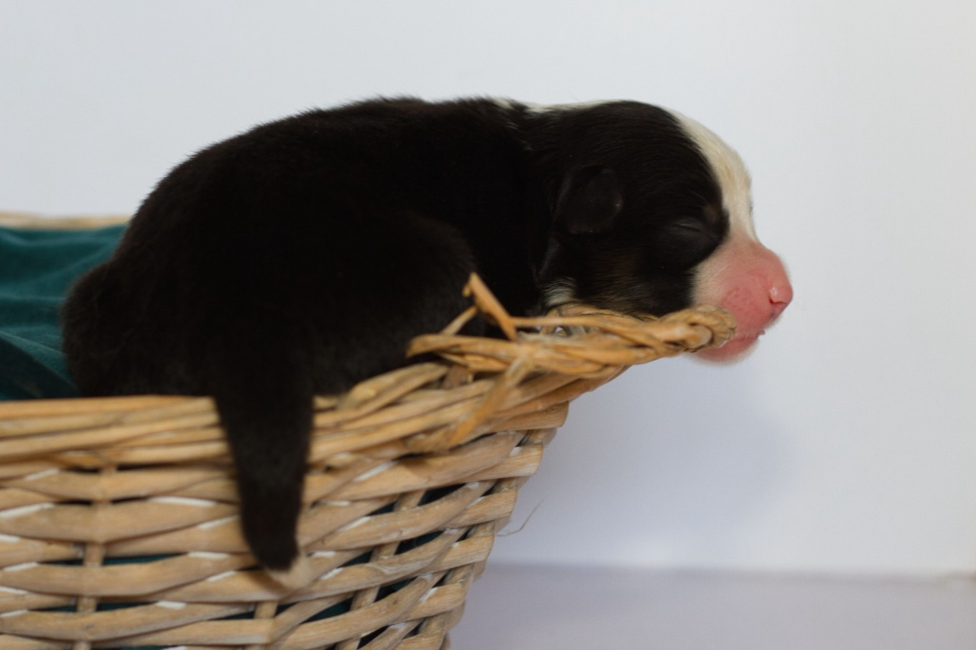 des Landettes de Hautteville - Chiots disponibles - Berger Américain Miniature 
