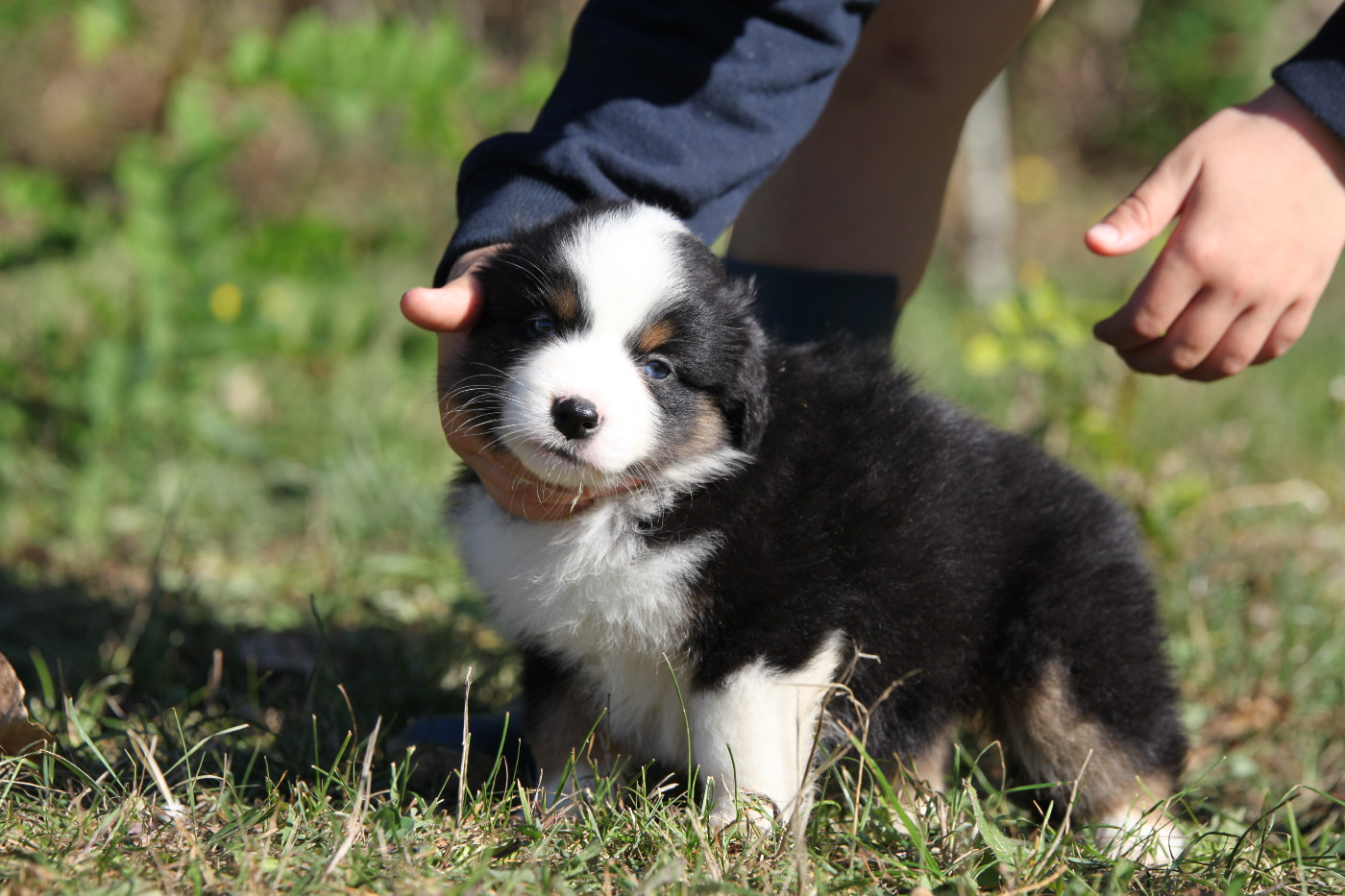 des Landettes de Hautteville - Chiots disponibles - Berger Américain Miniature 