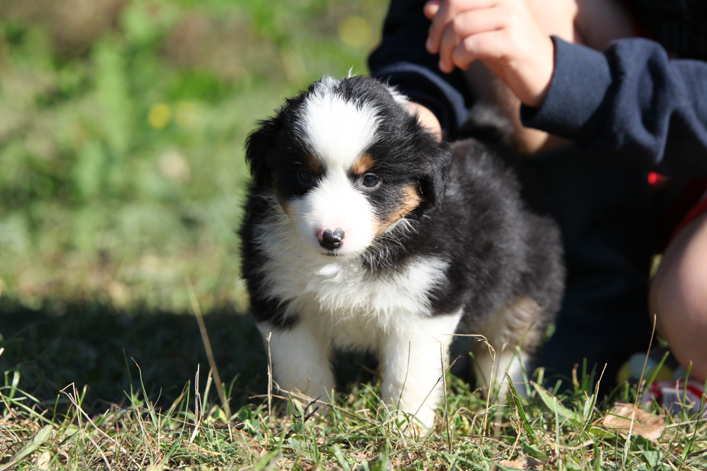 des Landettes de Hautteville - Chiots disponibles - Berger Américain Miniature 
