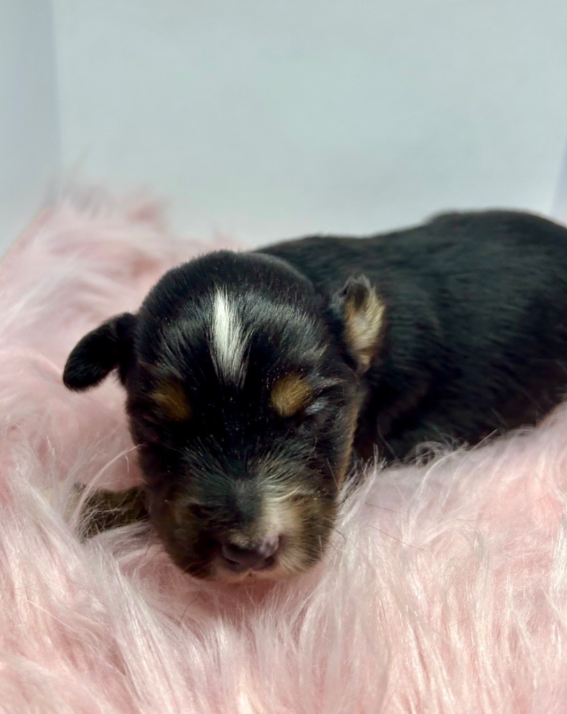 des Landettes de Hautteville - Chiots disponibles - Berger Américain Miniature 
