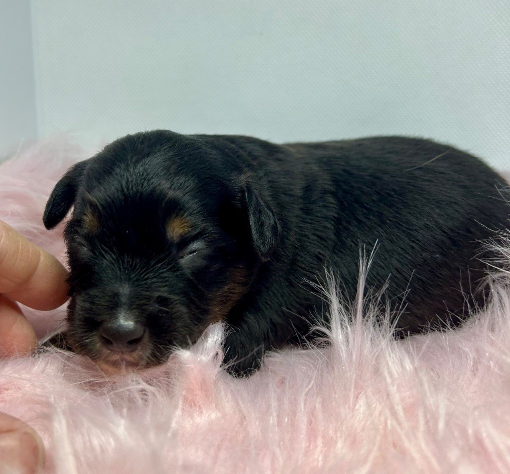 des Landettes de Hautteville - Chiots disponibles - Berger Américain Miniature 