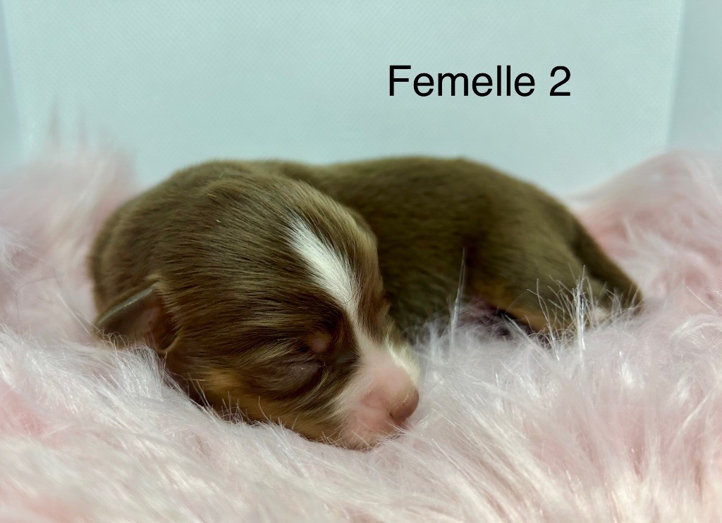 des Landettes de Hautteville - Chiots disponibles - Berger Américain Miniature 