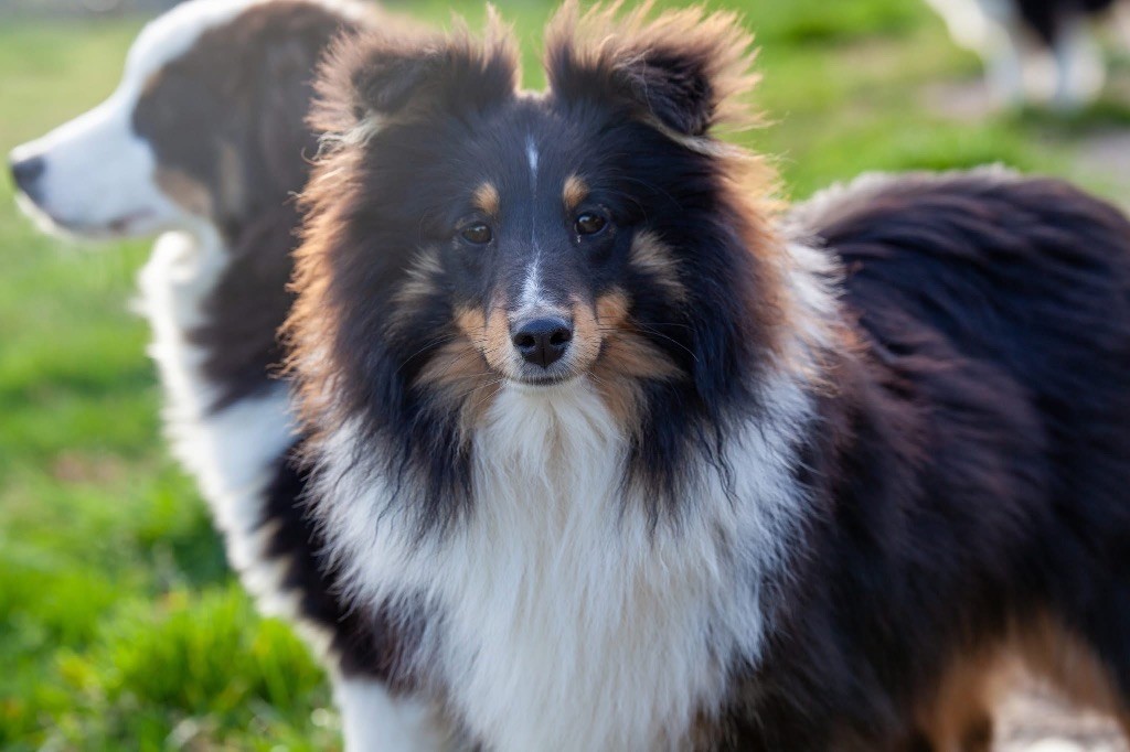 des Landettes de Hautteville - Chiots disponibles - Shetland Sheepdog