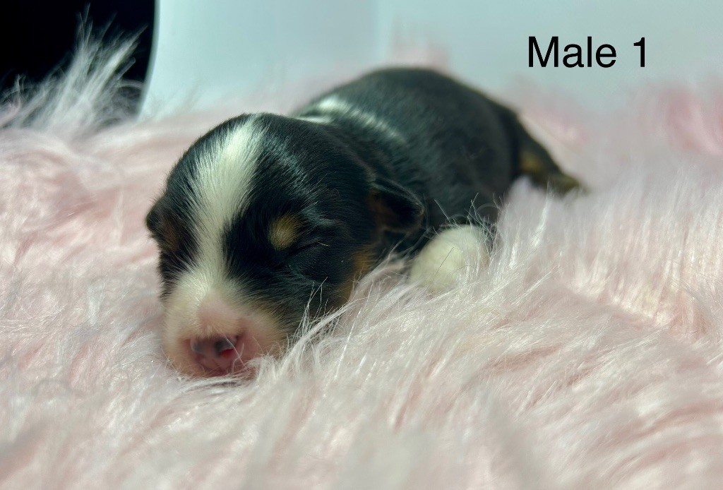 des Landettes de Hautteville - Chiots disponibles - Berger Américain Miniature 