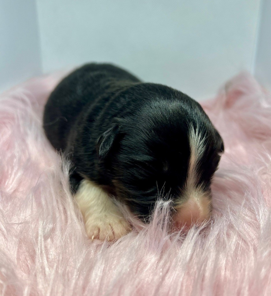 des Landettes de Hautteville - Chiots disponibles - Berger Américain Miniature 