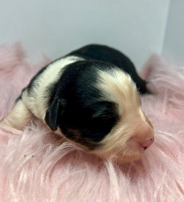 CHIOT