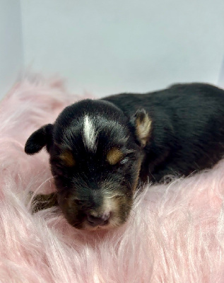 CHIOT