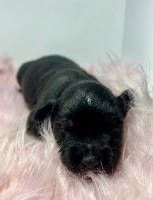 CHIOT