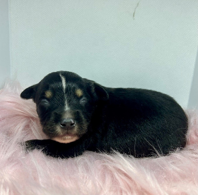 CHIOT