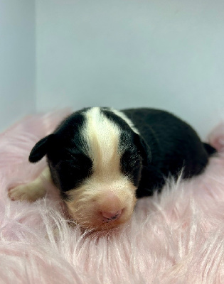 CHIOT