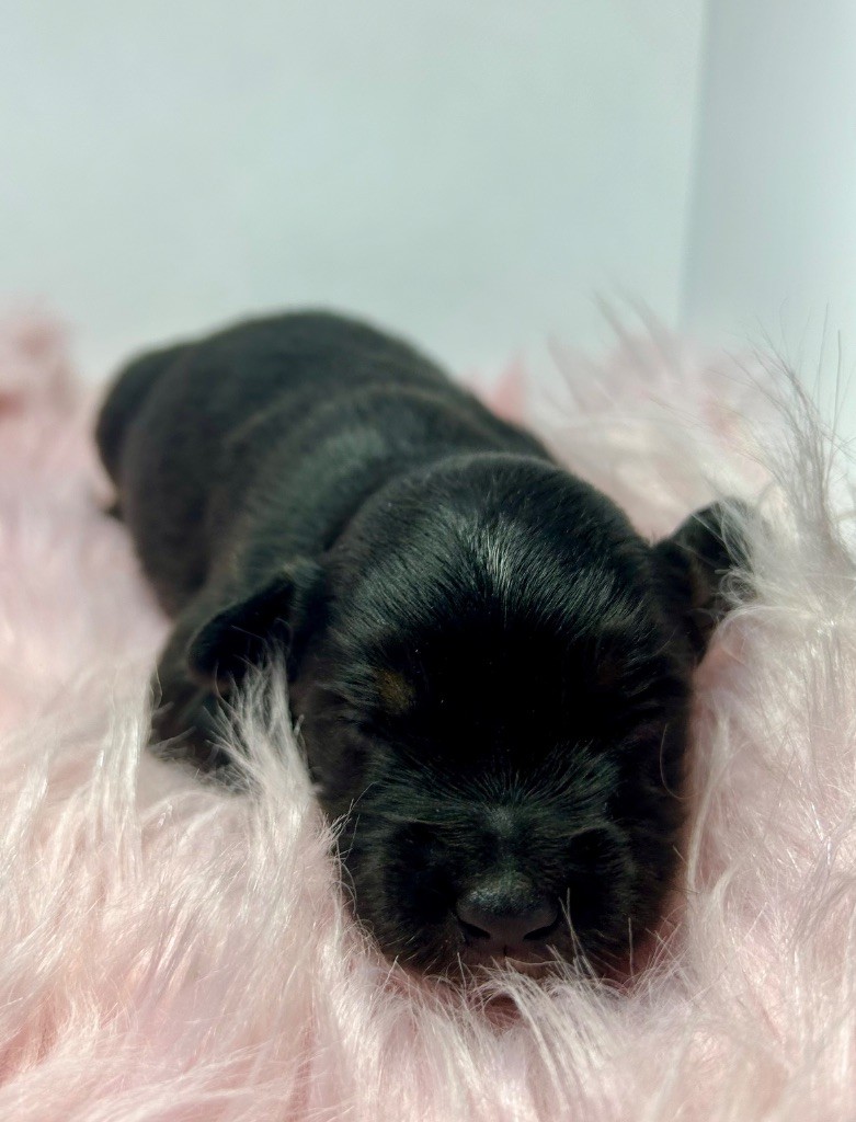 des Landettes de Hautteville - Chiots disponibles - Berger Américain Miniature 