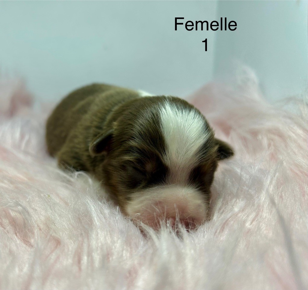 des Landettes de Hautteville - Chiots disponibles - Berger Américain Miniature 