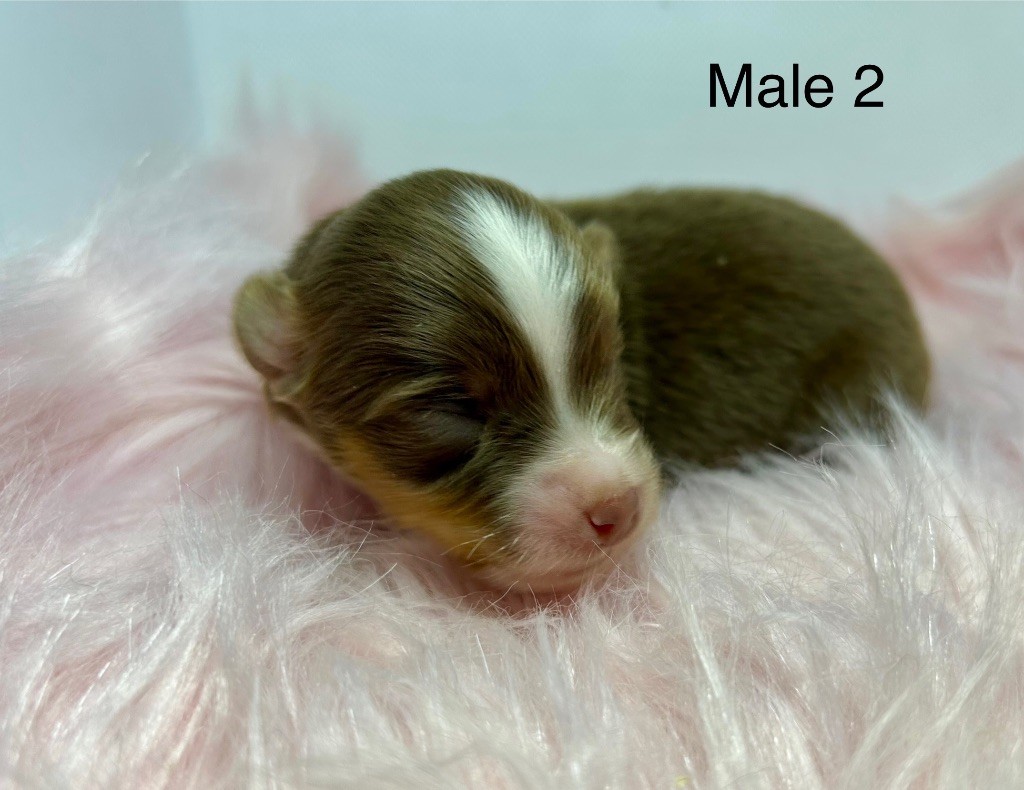 des Landettes de Hautteville - Chiots disponibles - Berger Américain Miniature 